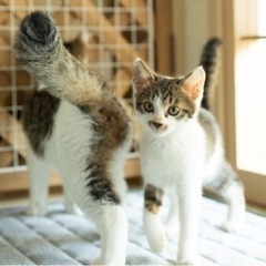 人にも猫にもフレンドリーな男の子 − 東京都