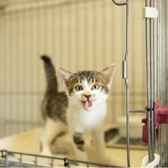 人にも猫にもフレンドリーな男の子 - 猫