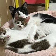 人にも猫にもフレンドリーな男の子 - 里親募集