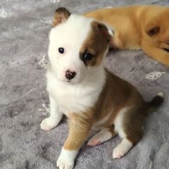 生後１カ月半ベティーちゃん里親募集