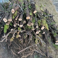 暖炉の薪にいかがですか？　コニファー