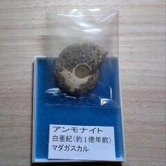 【貴重】 本物の化石！アンモナイ 白亜紀 （約1億年前）の画像