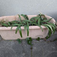 薄茶色のプランター　中古