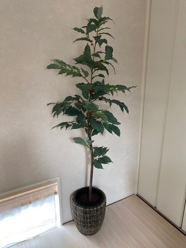 観葉植物　フェイクグリーン譲ります