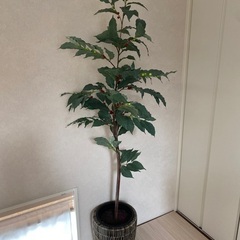 観葉植物　フェイクグリーン譲ります