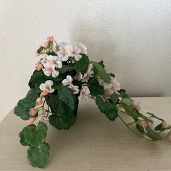 造花・IKEA