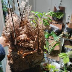 最終価格🌱ドリナリア　リギデュラ　ワイルド大株の画像
