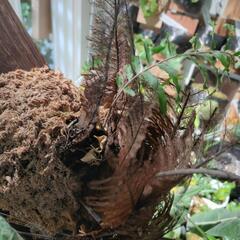 最終価格🌱ドリナリア　リギデュラ　ワイルド大株の画像