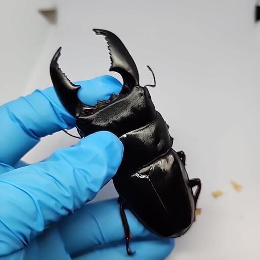 スマトラヒラタクワガタ♂️99.8mmA品♀️フリーサイズペア