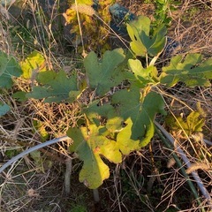 いちじく　苗木の画像