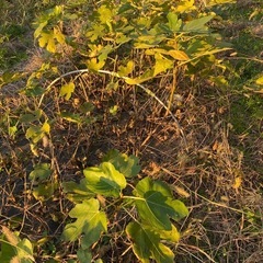 いちじく　苗木の画像