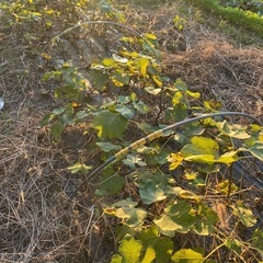 いちじく　苗木の画像