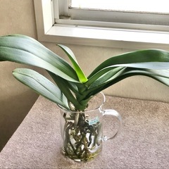 【35】（葉8枚・成長期！）花が終わった胡蝶蘭の株（白）（屋内観...