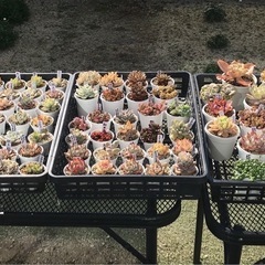 多肉植物3カゴまとめて