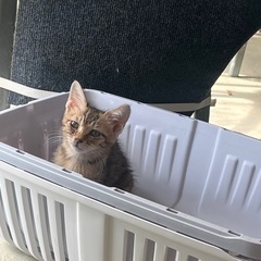 パパママが決まりました