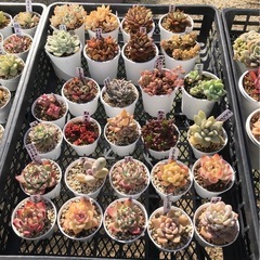 多肉植物3カゴまとめての画像