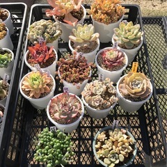 多肉植物3カゴまとめての画像