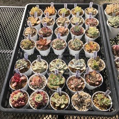 多肉植物3カゴまとめての画像