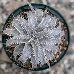 Dyckia marnier-lapostollei var.e...