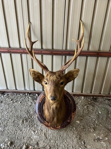 鹿剥製　鹿のオブジェ　鹿　壁掛け　オブジェ　鹿の頭　角