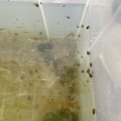 メダカ  稚魚・若魚　100匹