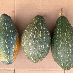 万次郎かぼちゃ　3個　かぼちゃ　カボチャ　南瓜　2501051