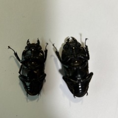 テイオウヒラタクワガタ　メス1匹【新成虫！】　🤗の画像