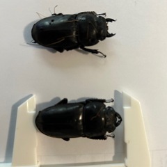 テイオウヒラタクワガタ　メス1匹【新成虫！】　🤗の画像