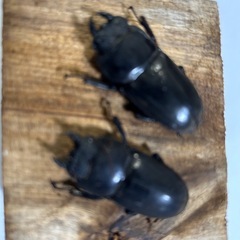 テイオウヒラタクワガタ　メス1匹【新成虫！】　🤗の画像