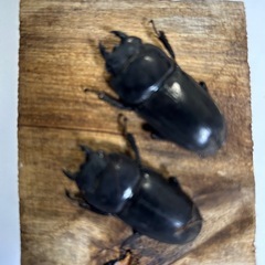 テイオウヒラタクワガタ　メス1匹【新成虫！】　🤗の画像