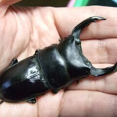 三重県産オオクワガタ F2 ♂76.7ミリ ♀47.7ミリ ペア
