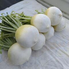 京野菜　採れたて　大根　聖護院大根　淀大根