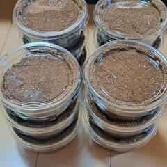 🌈虹工房　フォルスターフタマタ(フォルフォル)幼虫　初令～2令　...