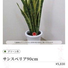 観葉植物　サンスクベリア