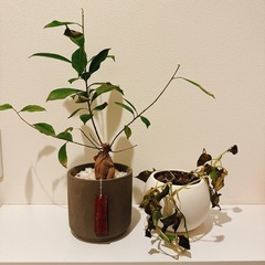 【0円】観葉植物ガジュマル、シラフカズラ