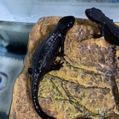 【取引中】オキナワシリケンイモリ