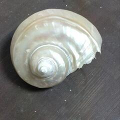 夜光貝 夜光貝アクセサリー/gscarving.accessories