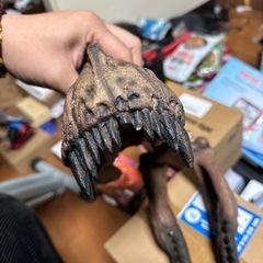 恐竜の骨硬いプラチックの画像