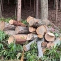 薪　原木　焚き木格安でお分けいたします。　　の画像