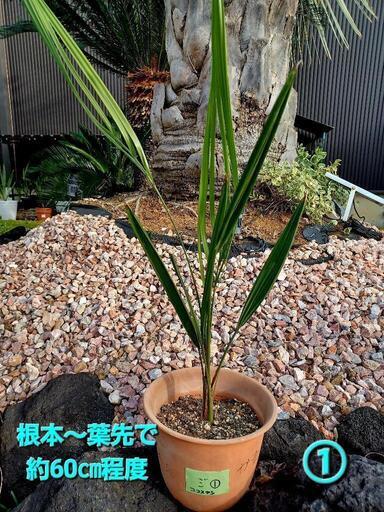 ココスヤシ☆鉢植え【引き取り限定】