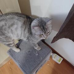 ホワイトベンガル