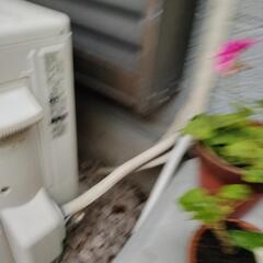 ゼラニウム
