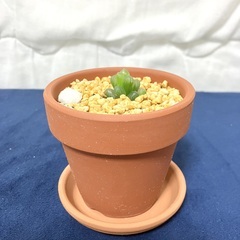 【終了】ハオルチア・オブツーサ（多肉植物）