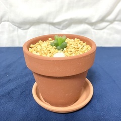 【終了】ハオルチア・オブツーサ（多肉植物）の画像