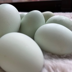 アローカナ有精卵6個