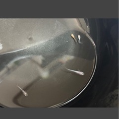 メダカ 若魚の画像