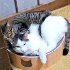 ふたり一緒に家族になってくれませんか？