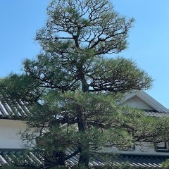 草刈り、伐採剪定、防草工事作業員募集中の画像