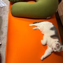 Yogibo MAX、Yogibo supportの2点
