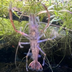 アクアリウム　手長エビ　3匹　🦐の画像